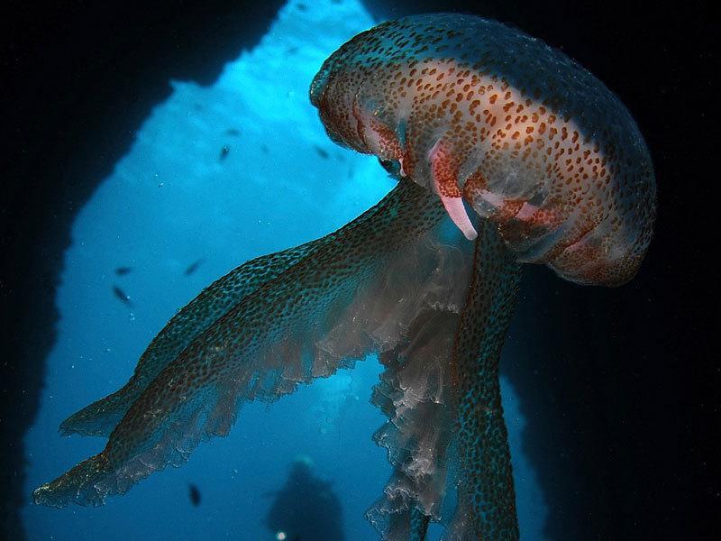 Ortigia L'Antico Dammuso Lägenhet Syrakusa Exteriör bild